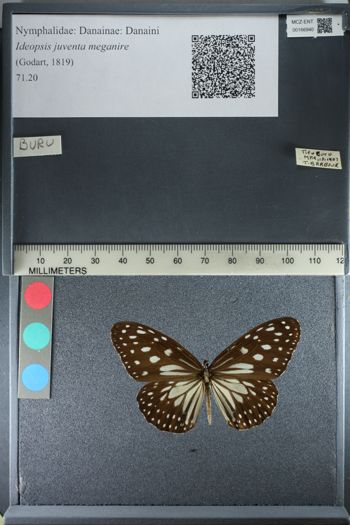 Media type: image;   Entomology 166940